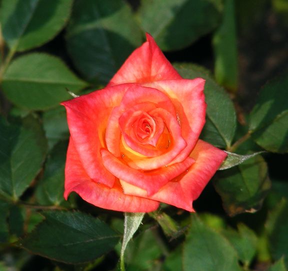 Best Friends photo bf2013_06030102_zps7e03c42a.jpg